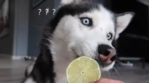 主人骗哈士奇吃柠檬,看到狗狗的表情后,结果铲屎官笑翻了