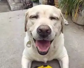 2018美国最受欢迎的狗狗已公布,你们猜猜谁是冠军