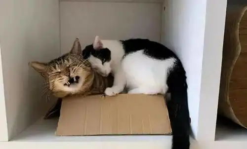 惊讶猫表情包张大嘴巴