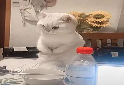 铲屎官气的猫咪揣手手,猫咪用小拳拳捶在您胸口,哼