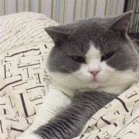 英子表情包100张各种场景都适用的表情包动图,让你无法拒绝聊天超有用