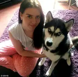 哈士奇柴犬搞笑表情包新