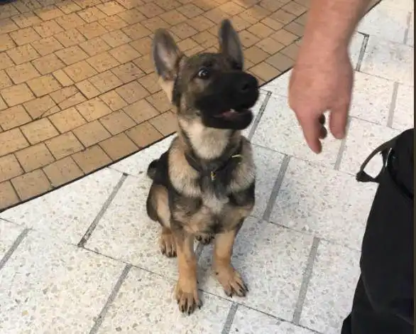 刚断奶的小德牧,就跟随主人出勤,一脸严肃的表情,萌哭众人工作