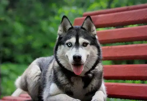 全球10大最著名的狗狗,秋田犬和哈士奇成功上榜,你家养了吗