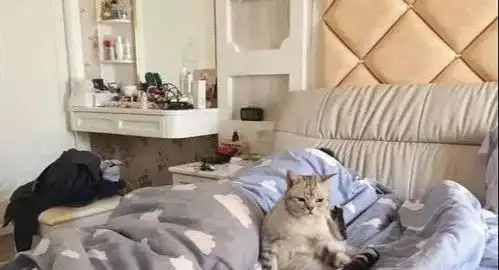 猫咪钻进主人的被窝,却被主人无情的赶出来,猫咪表情笑喷