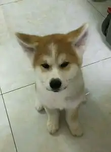 网友买了一只秋田犬,几天后发现头上这三把火有点像只哈士奇