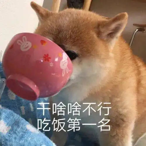 狗子早啊