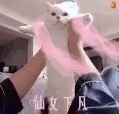 精选热门无水印表情包34张此时一名正在遛狗的网友路过