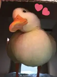 萌物一起来吸鸭吧超可爱超治愈