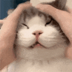 头给你打歪丨第967期喵表情包