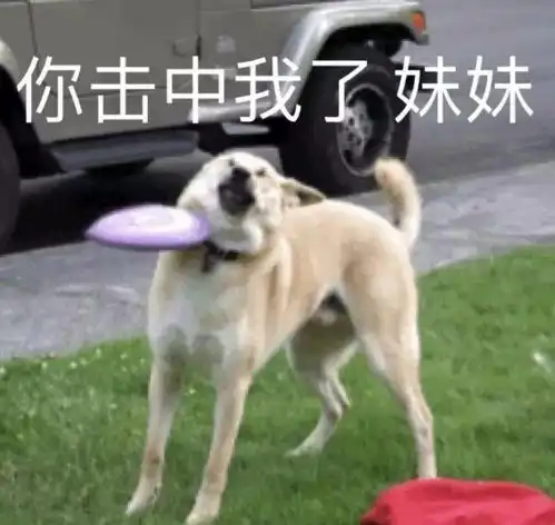 高傲表情包搞笑单身汪