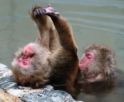 日本北海道猴子泡温泉面色红润表情销魂