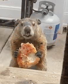 最嚣张的吃播土拨鼠在狗子面前吃披萨,还一脸得意