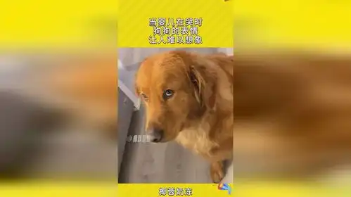 当婴儿在哭时,狗狗的表情,让人难以想象