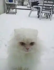 那些出门溜达忘记带钥匙的喵表情超搞笑