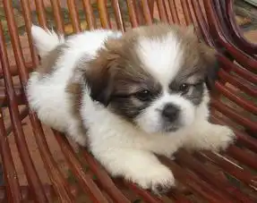 小学生学习生活活动内容的绘画,主要有表现人物动态表情同一内容两人以上不要照片