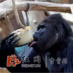 2018年8月8日吉首早报