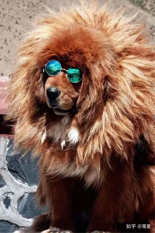 去西藏旅游有哪些实用建议和攻略