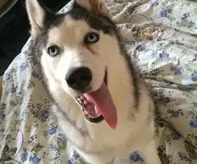 山东德州动植物园狼舍惊现哈士奇园方二哈在狼群中有一定地位.....