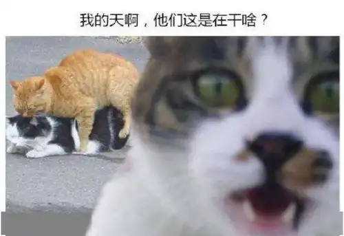 今天的表情包不存也罢