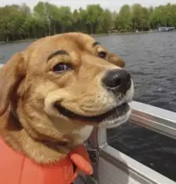 狗狗长上眉毛后,瞬间变得太魔性了