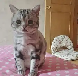 中国小猫可怜相融化人心火爆社交网站