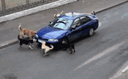 搞笑gif段子哈哈哈