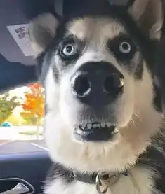 汽车头条头条榜中榜丨丁磊的饭局,马云的奇迹