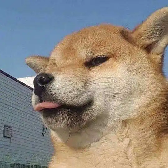 努力赚钱的狗子的相册表情包