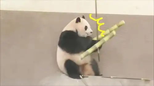 大竹笋倒下砸中大熊猫,整只熊都蹦了起来,表情顿时亮了