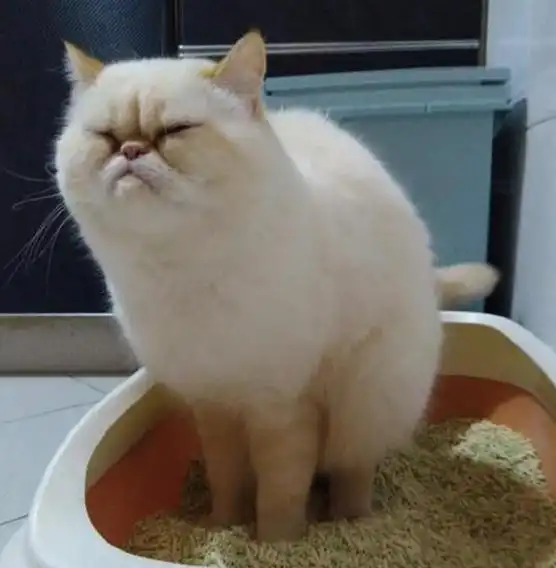 猫咪便便,被主人拍下照片,猫咪我还要不要面子了