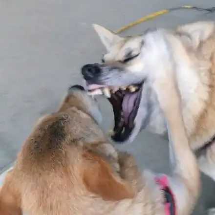 恶搞狗表情包搞笑