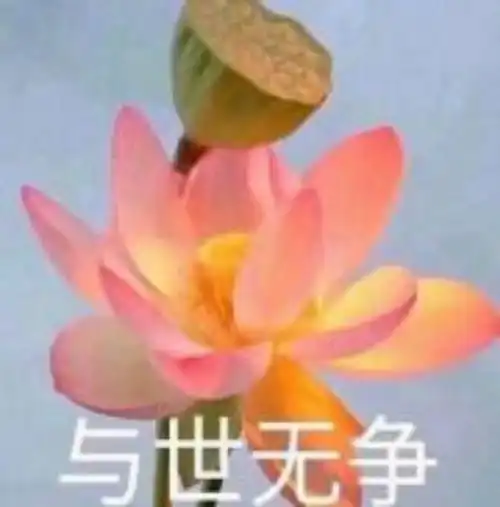 求原谅表情包搞笑图片苹