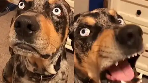 男子向老婆告发狗子在车里乱蹭,狗子急忙辩解满脸气愤,表情笑哭