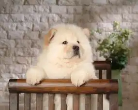 狗狗小的时候,你喜欢谁