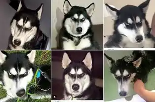 哈士奇瞪主人爆红鬼马表情包走红网络