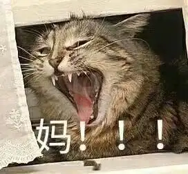 妈没钱了表情包猫