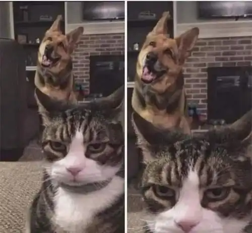 飞机上偶遇一只哈士奇,看二哈的表情,像在努力压制内心的狂热