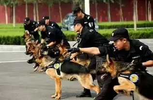 5天能把二哈训成警犬