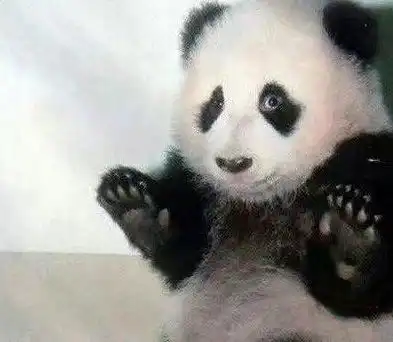 熊猫擦汗紧张表情包