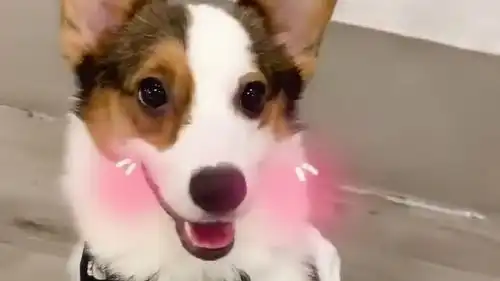 闺蜜可爱表情包大全柯基