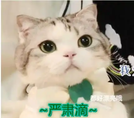 猫小卡的相册表情包