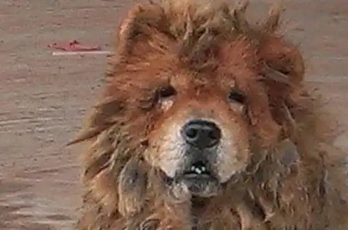 8岁母松狮指甲倒叉入肉,身上有上百只的壁虱,惨不忍睹