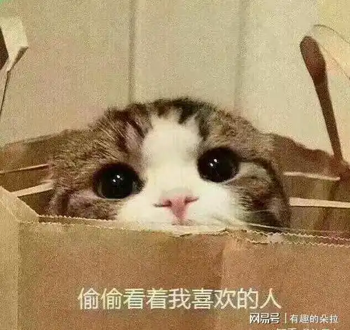 铁锅炖自己表情包集猫咪