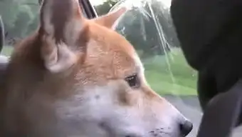 哈士奇柴犬搞笑表情包仓