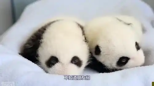 期待的搞笑表情大熊猫