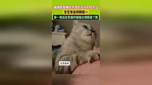 猫猫轻轻的躺在怀孕的女主人肚子上,宝宝发出动静后,表情惊呆了