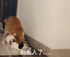 萌宠表情包小宝贝,我来了