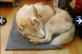 山东枣庄抓获白色母狼续网友称是自家哈士奇