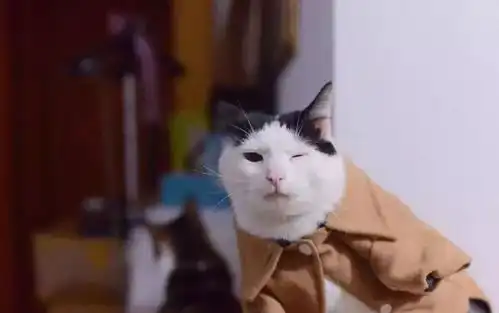 听说对猫眨眼表示我爱你,我刚刚试过后被打了...